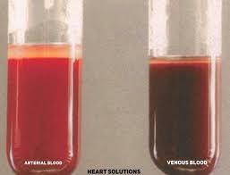 Deriváty hemoglobinu oxy a deoxyhemoglobin Spektra jednotlivých derivátů hemoglobinu arteriální okysličená krev venózní odkysličená krev 11 Spektrum oxyhemoglobinu a