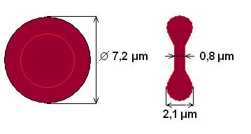 transportu CO 2 Velikost: Normocyt: 7,5 µm Mikrocyt: 7 µm