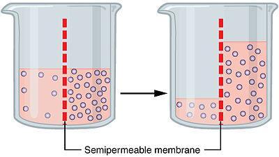 Osmóza Proudění rozpouštědla přes semipermeabilní membránu po osmotickém gradientu Osmotický tlak tlak potřebný k zastavení osmózy Osmolarita udává koncentraci osmoticky aktivních