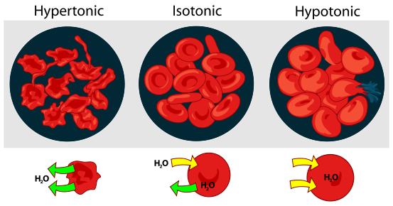 Tonicita Udává osmolalitu roztoku ve vztahu k buňce Hypotonické prostředí roztok má nižší osmolalitu voda jde do buňky Isotonické