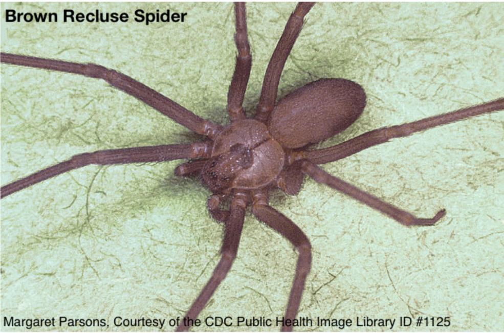 Koutník jedovatý (Loxosceles reclusa ) Americký pavouk, v Evropě se téměř nevyskytuje