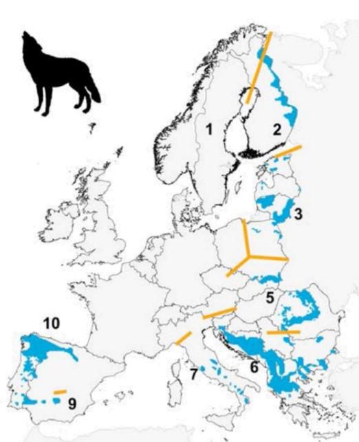 Na Pyrenejském poloostrově, ve Skandinávii a na Maltě se vyskytují tři malé subpopulace, v Itálii a ve Francii se vyskytuje jedna oddělená populace. V celé Evropě najdeme několik malých populací.