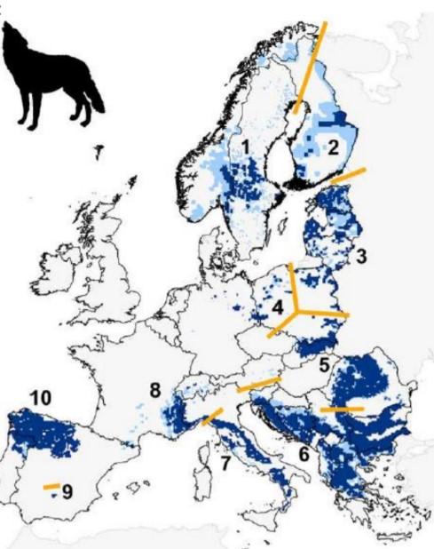 V několika zemích jako je třeba Rakousko, Belgie, Dánsko se vlci nevyskytují, ale například v Rakousku se navrácení vlků předpokládá, stejně jako ve Skotsku (Boitani, 2000).