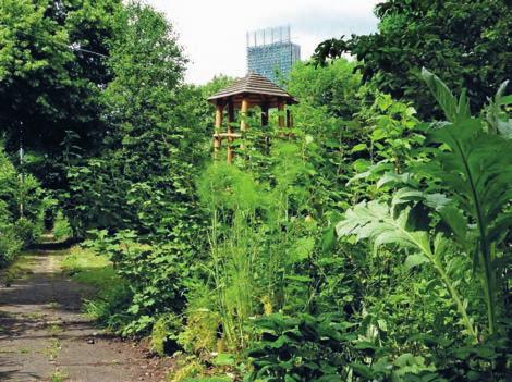 Zahrada Leaf Street, Manchester, jedna z prvních veřejných lesních zahrad založená v roce 1999 záhon tří sester, dýní, fazolí a sladké kukuřice, stejně jako kus lesní zahrady, louka určená na seno