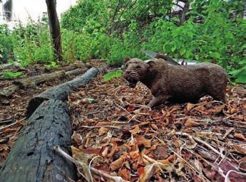 Mulč je nezbytnou součástí strategie šetření vodou v zahradě. Leopard pomáhá s hubením škůdců. Cestičky dlážděné deskami z recyklovaného stavebního odpadu se snadno udržují a ukážou vám správný směr.
