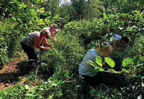 Sklizeň bobulovin s dobrovolníky. Foto: Rachel Benson ku dostanou každý měsíc bedýnku se třemi výrobky něco sladkého, něco pikantního a láhev nápoje.