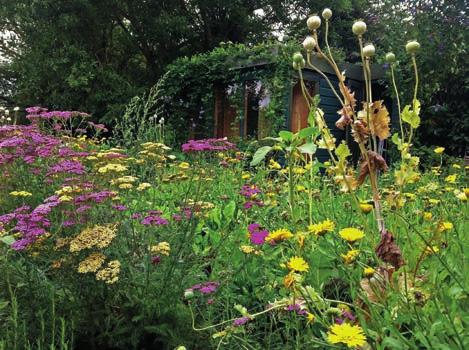 Diverzita uvnitř záhonu v The Greenhouse, Margate. Mezi přítomnými druhy je řebříček, rozmarýn, třapatka a mák.