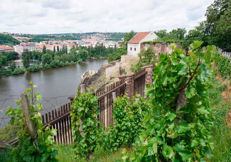 Obnovená vyšehradská vinice přímo na bastionu sv. Ludmily. Foto: Anna Pavlíková Bastion sv.
