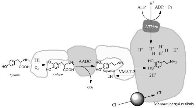 Obrázek 2: Syntéza dopaminu [49] TH tyrosinhydroxyláza, L-dopa L-dihydroxyfenylanalin, AADC aromatická aminokyselina dekarboxyláza, VMAT-2 vezikulární monoaminergní přenašeč-2, Pi anorganický fosfát,