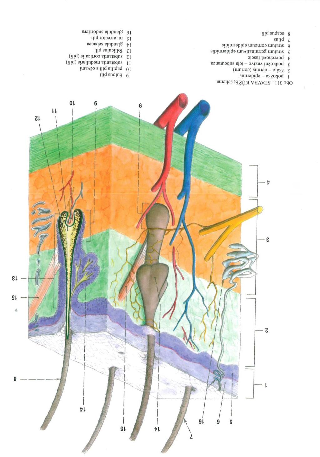 PŘÍLOHY Příloha A - Anatomie