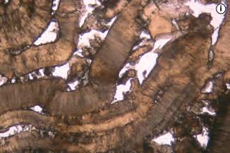 (Dukovany), g spherolitic chalcedony (Přeskače), h fibrous quartzine