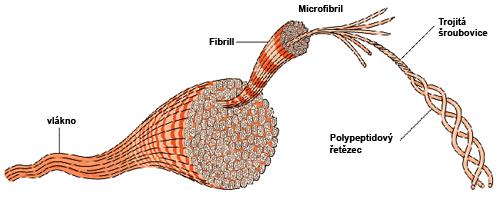 1. BIOlOGICKY AKTIVNÍ KOLAGEN kolagen pátého řádu - Rybí kolagen nejvíc svou strukturou podobný lidskému - Speciální metoda separace při max.