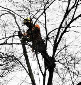 Zkušení arboristé, kteří se pohybují v korunách stromů jako ryba ve vodě, provádějí zásahy pomocí moderních stromolezeckých technik. Cílem odborné péče je zajistit stabilitu a dobrý zdravotní stav.