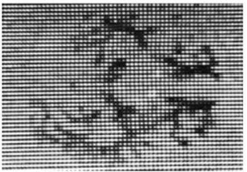 Cormack studied absorption of X-rays by biological active materials using the aparatus built by himself.