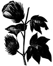 Nejznámější a nejdražší varianta Sea Island, délka 36-66 mm (v USA od r. 1785). Ostrovy a pobřeží Floridy resp. Jižní Karoliny. Obr. 3.4 Bavlník typu Sea Island a podélný pohled na vlákna 3) Gossypium arboretum - bavlník stromový s tmavočervenými květy, Afrika.