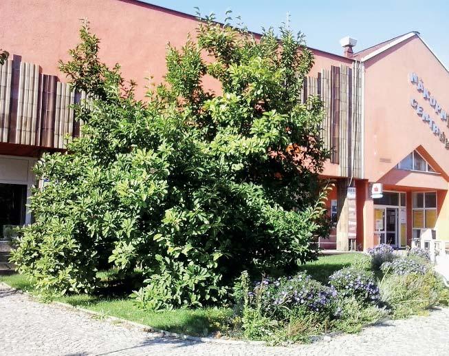 říjen 2020 Vratimovské noviny 5 Galerie naší přírody Seznamte se, prosím Zastavení osmé, říjnové V naší minulé virtuální vycházce jsme se zastavili u nádherného liliovníku tulipánokvětého za městským
