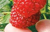 FrUTrEl 5 l/ha stopit 5 l/ha Poznámky: Specifické dávky se