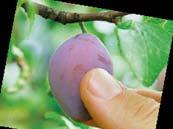 COMPlEX 200 kg/ha Plné kvetení Konec
