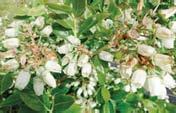 COMPlEX 100 kg/ha + Síran amonný 100 kg/ha FrUTrEl 5 l/ha Poznámky: