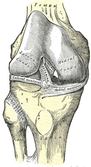 1. Teoretická východiska 1.1. Anatomie kolenního kloubu Kolenní kloub je největší a podle mnohých také nejsložitější kloub v lidském těle. Je to kloub složený, ve kterém artikulují tři kosti.