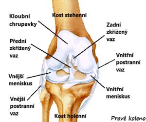 1.1.2. Vazivově - stabilizační aparát Vazivový stabilizační aparát je tvořen především předním zkříženým vazem a silnějším zadním zkříženým vazem v kombinaci s vazy kloubního pouzdra.