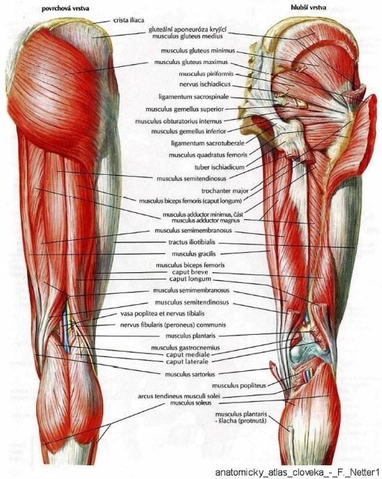 Největším svalem v m. skupině je m. adduktor magnus. V distální třetině je malý otvor hiatus tendineus, kterým se otevírá canalis adductorius do fossa poplitea. Dále do této skupiny patří m.