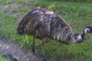 (rostlinstvo): nízké traviny, fauna