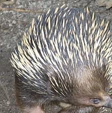 ježura (celá Austrálie).