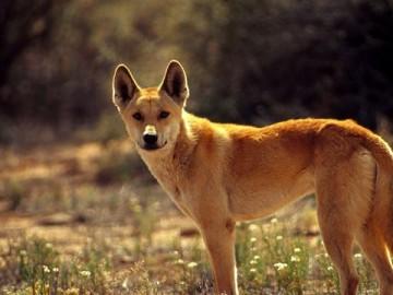 dingo, velbloud jednohrbý