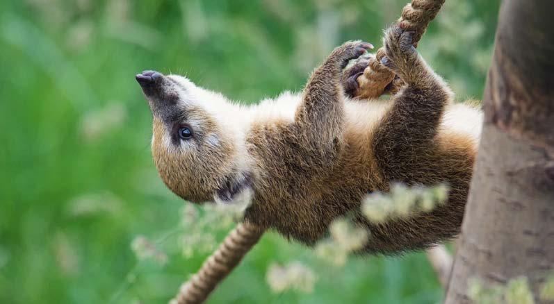 Sponzorská činnost Zoologická zahrada Tábor Společnost EKOSPOL je generálním sponzorem ZOO Tábor, která je rozlohou největší zoologickou zahradou v jižních Čechách.