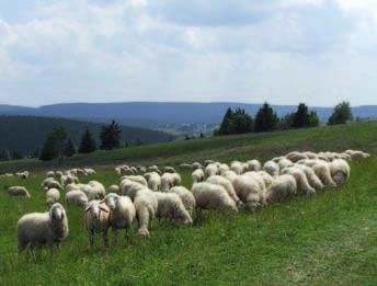 Jak je u nás HOSPODÁŘSTVÍ ING. PETRA ZACHARDY Byl jsem redakcí Zpravodaje požádán o informace o našem chovu ovcí a o vyjádření našich názorů s chovem ovcí souvisejících.