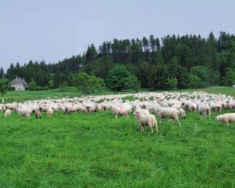 Jeho činnost, kdy různě obchází ohrady, dokumentuje, kritizuje a udává, se nebojíme nazvat činností, která připomíná některé rádoby aktivní občany bývalého režimu.