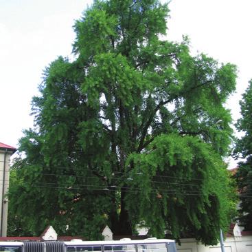 Jinan na Mendlově náměstí Mendlovo náměstí jinan dvoulaločný Ginkgo biloba L. jinanovité Ginkgoaceae Salisburia adiantifolia SM.