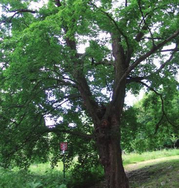 Javor babyka Pisárky javor babyka Acer campestre L.