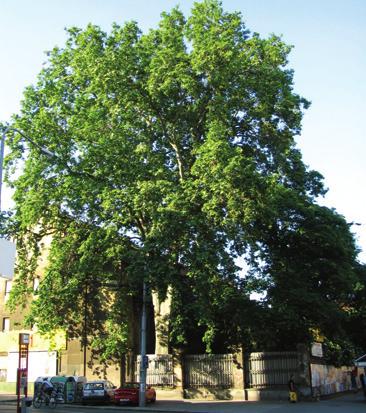 Platan javorolistý nároží ulic Veveří a Pekárenské platan javorolistý Platanus x acerifolia (Ait.) Willd. platanovité Platanaceae Platanus x hispanica Mill. Platanus x hybrida Brot.