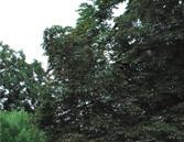Jírovec maďal ulice Rooseveltova Jírovec maďal Aesculus