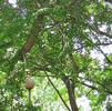 Jinan vedle budovy CVČ Lužánky Lužánecký park Jinan dvoulaločný Ginkgo biloba L.