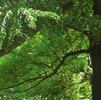 Ginkgo biloba je považován za nejstarší žijící druh stromů na světě, odhadované stáří tohoto
