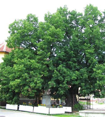Lípa U Šťávů ulice Výhon lípa malolistá Tilia cordata L. lípovité Tiliaceae Tilia parvifolia Ehrh.