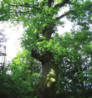 Dub letní u hradu Veveří dub letní Quercus robur L. bukovité Fagaceae Quercus pedunculata Ehrh.