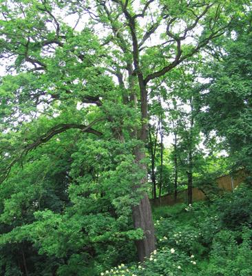 Dub letní ulice U zoologické zahrady dub letní Quercus robur L. bukovité Fagaceae Quercus pedunculata Ehrh.