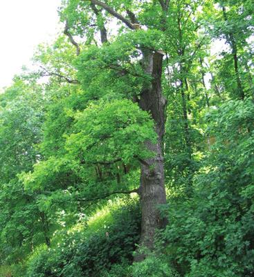 Dub letní ulice U zoologické zahrady dub letní Quercus robur L. bukovité Fagaceae Quercus pedunculata Ehrh.