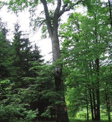 Buk lesní Přírodní rezervace Jelení žlíbek buk lesní Fagus sylvatica L.