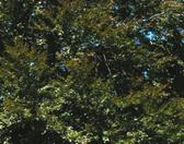 Purpurea bukovité Fagaceae 23 Brno Královo Pole 385 cm 140 let starý