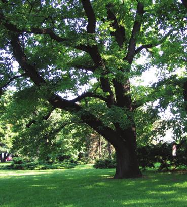 Dub letní Moravské náměstí dub letní Quercus robur L. bukovité Fagaceae Quercus pedunculata Ehrh.