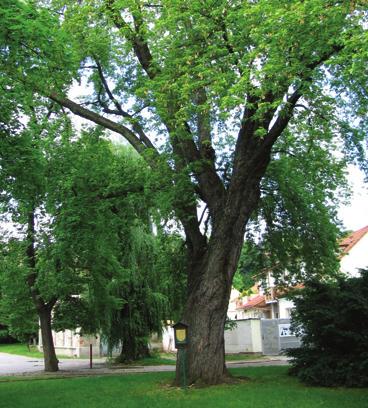 Javor stříbrný Palackého náměstí javor stříbrný Acer saccharinum L. javorovité Aceraceae Acer dasycarpum Ehrh.