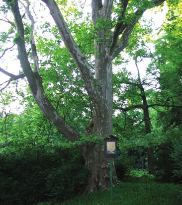 Platan javorolistý ulice Vážného platan javorolistý Platanus x acerifolia L. platanovité Platanaceae Platanus x hispanica Mill. Platanus x hybrida Brot.