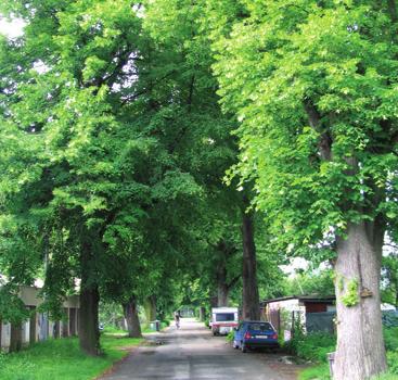Stromořadí lip počet: 35 lip ulice Bráfova lípa velkolistá Tilia platyphyllos Scop. lípovité Tiliaceae Tilia grandifolia Ehrh. lípa srdčitá Tilia cordata L. lípovité Tiliaceae Tilia parvifolia Ehrh.