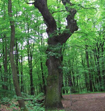 Dub letní příměstské lesy, pod vodojemem Kohoutovice dub letní Quercus robur L. bukovité Fagaceae Quercus pedunculata Ehrh.