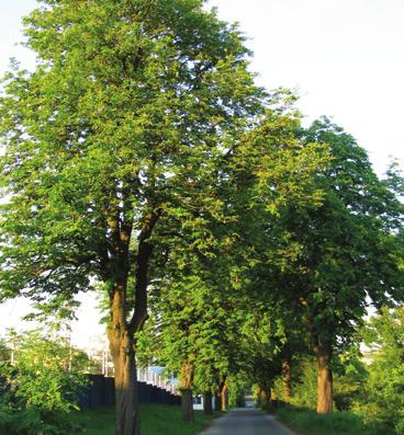 Stromořadí jírovců počet: 16 jírovců Malá Klajdovka jírovec maďal (koňský kaštan) Aesculus hippocastanum L.